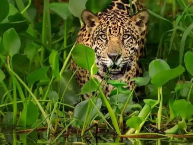 Impulsa Huawei proyecto de conservación del Jaguar en Yucatán