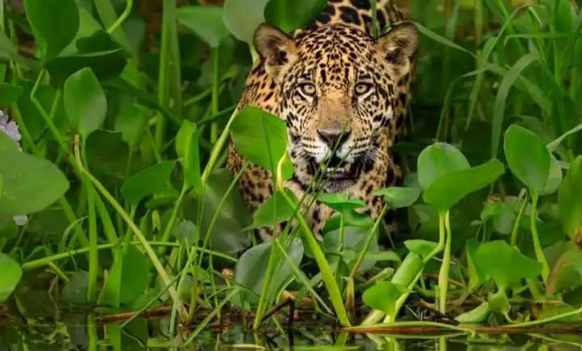 Lee más sobre el artículo Impulsa Huawei proyecto de conservación del Jaguar en Yucatán