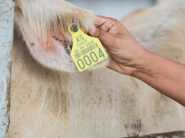 Confía Gobierno en acciones para abrir frontera al ganado en 15 días