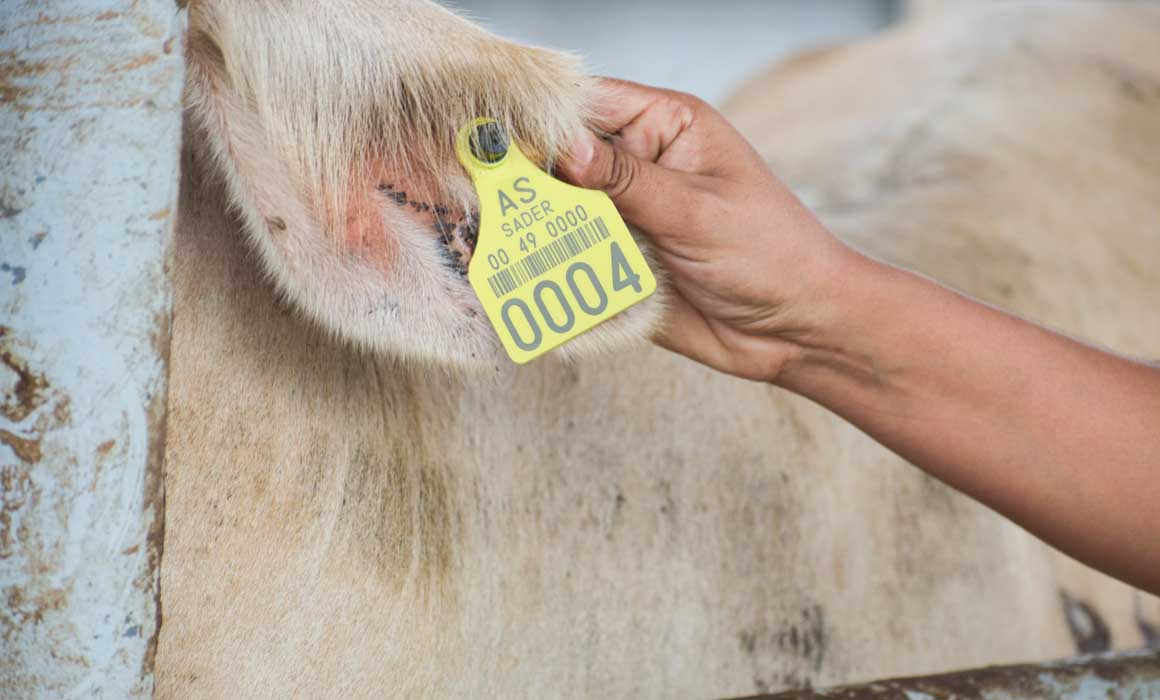 Lee más sobre el artículo Confía Gobierno en acciones para abrir frontera al ganado en 15 días