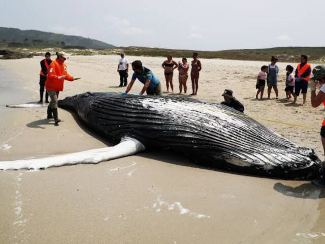 Piden expertos a turistas no acercarse a animales marinos varados