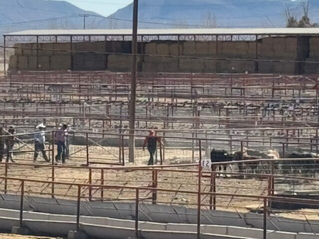 Listas para cruzar a la frontera, las primeras 70 mil cabezas de ganado