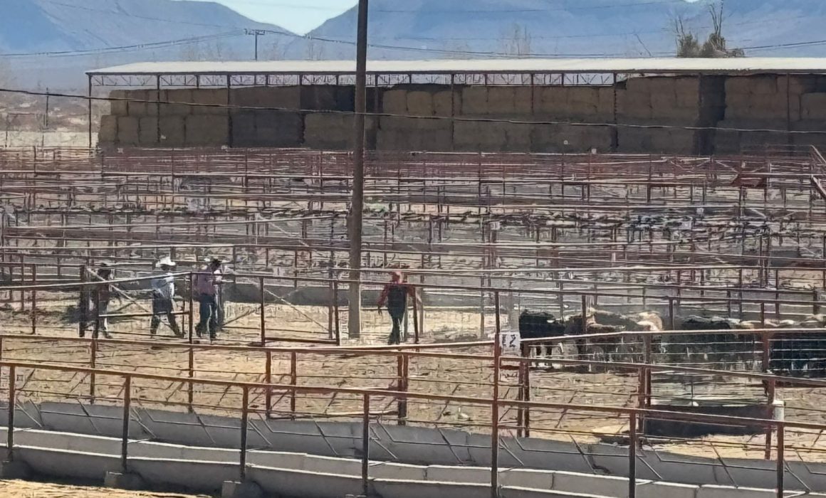 Lee más sobre el artículo Listas para cruzar a la frontera, las primeras 70 mil cabezas de ganado