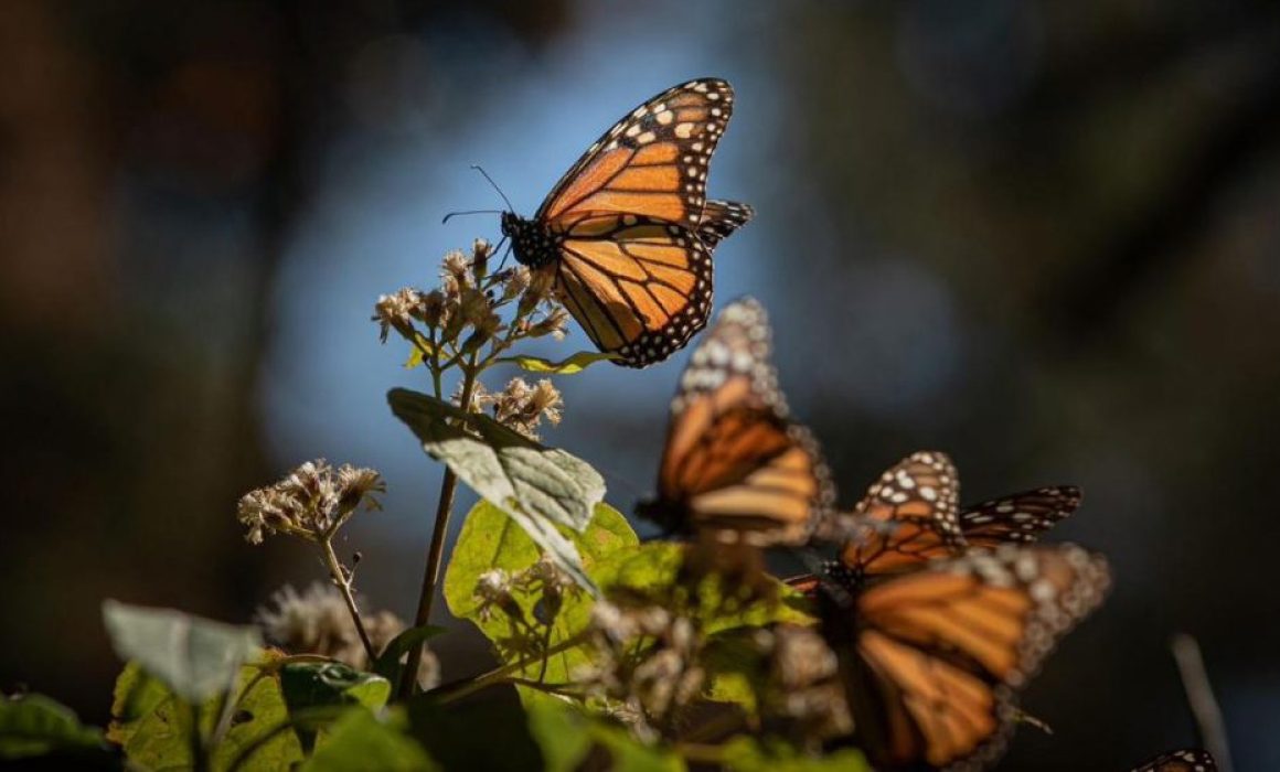 Declaran en México el 10 de noviembre Día nacional de la mariposa monarca
