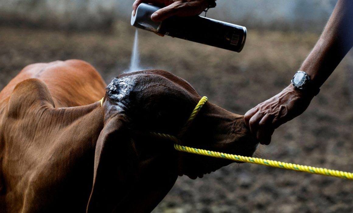 Detectan 3 casos de gusano barrenador en Querétaro