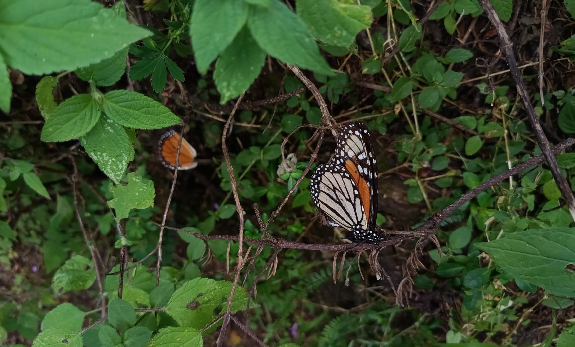 Turistas se han llevado Monarcas para encapsularlas, acusa Homero Gómez