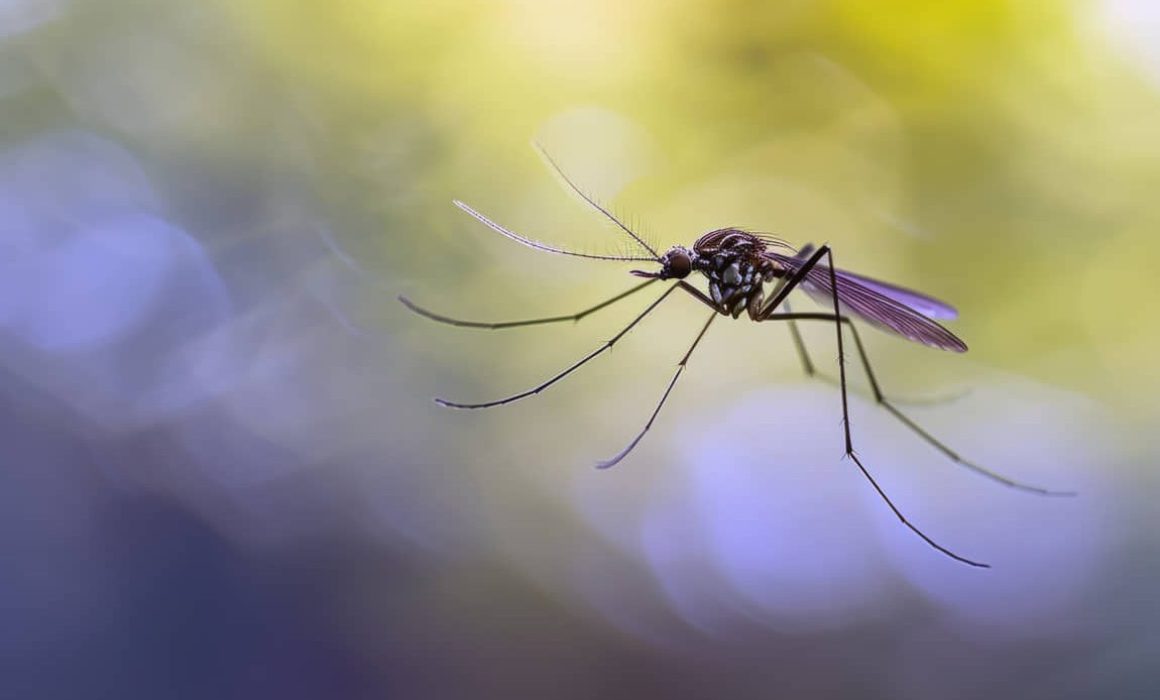 Confirman 33 muertos en Cuba por epidemia de chikungunya y dengue