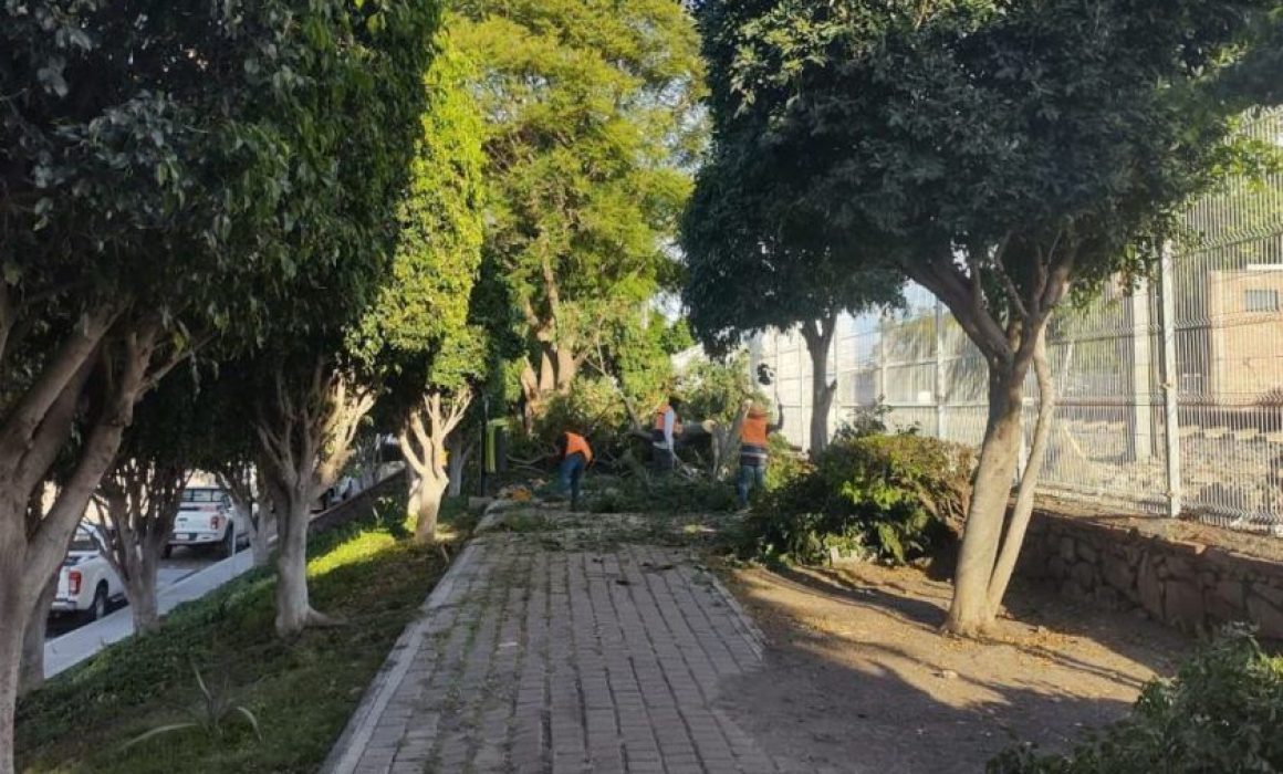 Reforestación en Las Hadas será de las primeras acciones ambientales en 2026