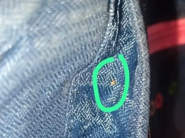 Padres denuncian plaga de chinches en 2 escuelas de Querétaro