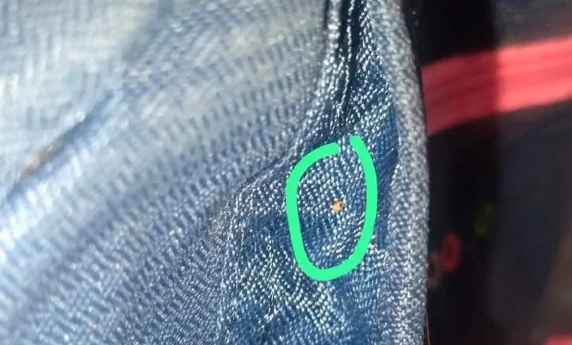 Lee más sobre el artículo Padres denuncian plaga de chinches en 2 escuelas de Querétaro