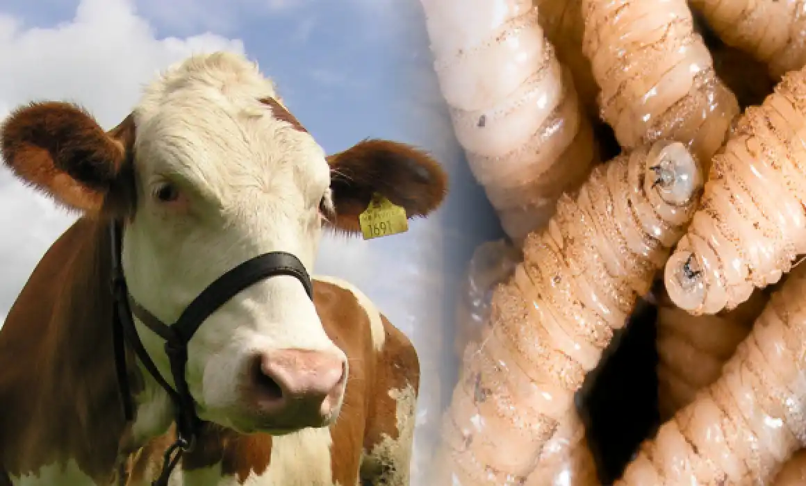 Lee más sobre el artículo Alistan medidas por caso de gusano barrenador en Querétaro