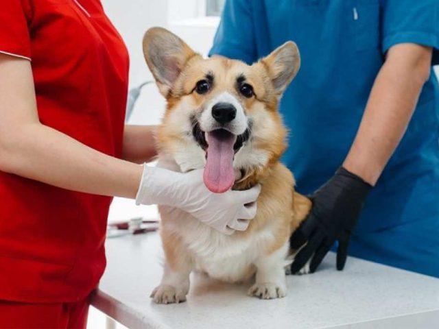 Querétaro rebasa 14 mil esterilizaciones de mascotas