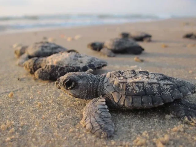 Aumenta arribo de tortuga marina a las costas de Jalisco