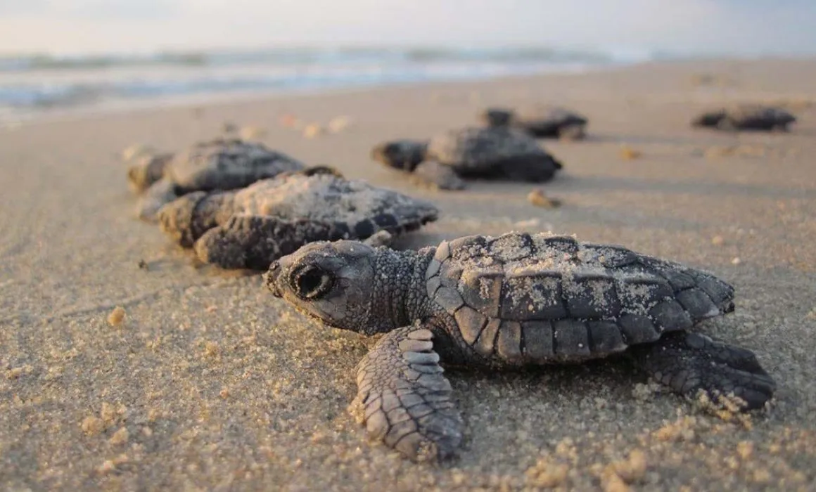 Lee más sobre el artículo Aumenta arribo de tortuga marina a las costas de Jalisco