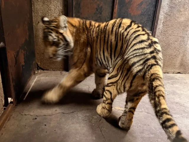 Concluye rehabilitación de 3 felinos rescatados en el Zoo de Morelia