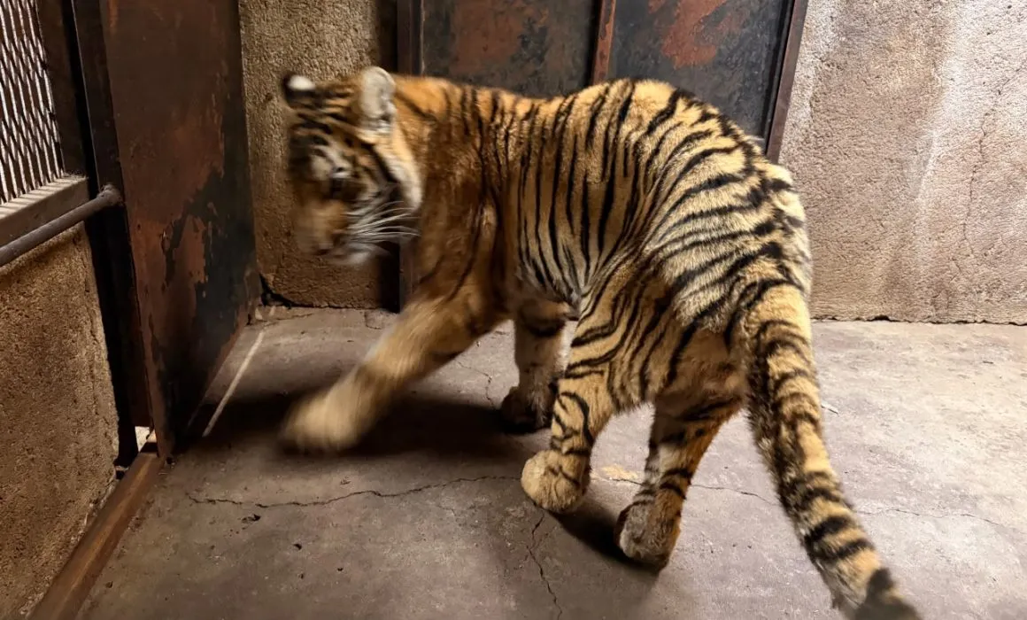 Lee más sobre el artículo Concluye rehabilitación de 3 felinos rescatados en el Zoo de Morelia