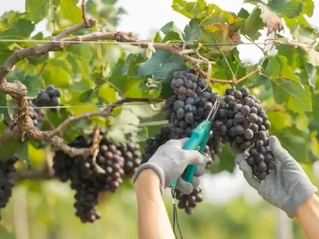Fortalece Querétaro a productores vitivinícolas