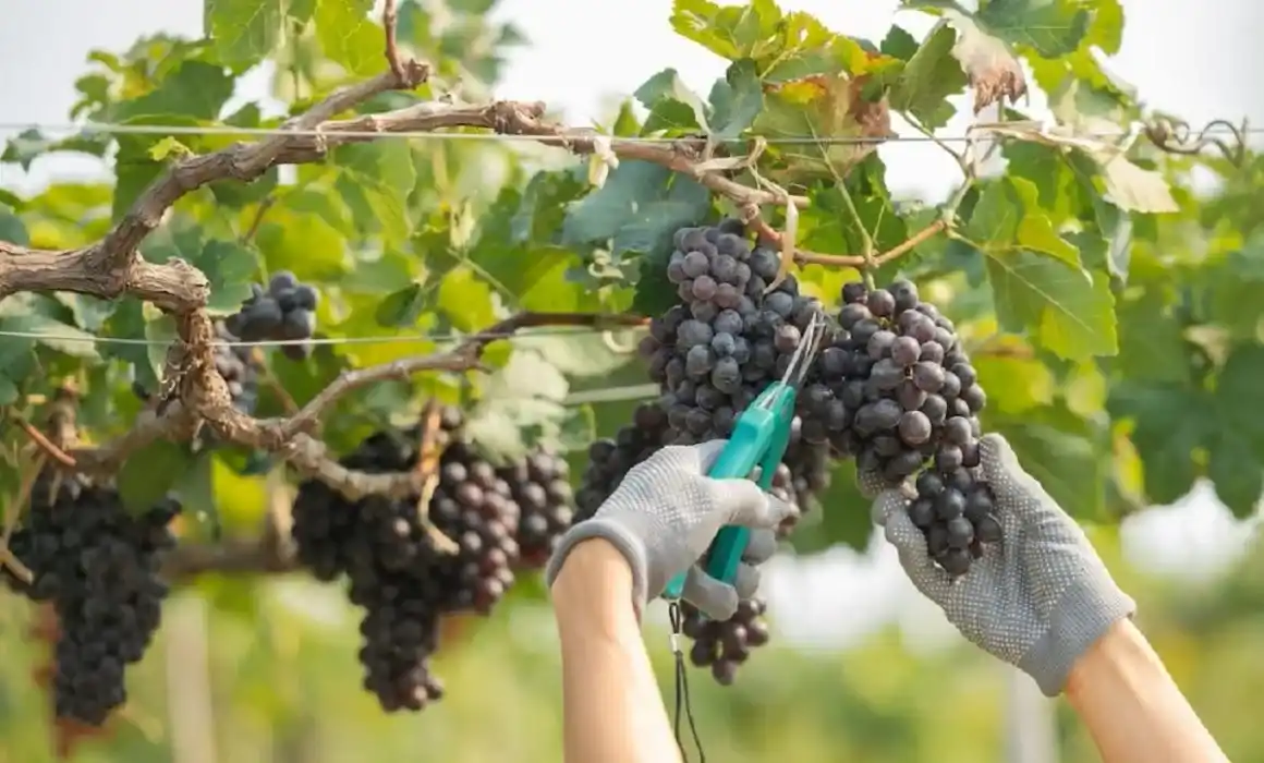 Lee más sobre el artículo Fortalece Querétaro a productores vitivinícolas