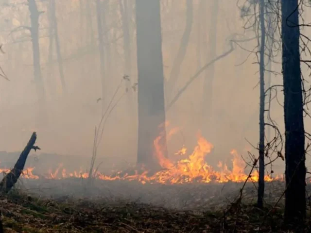 Dejan incendios forestales 12 muertos en el sureste de España