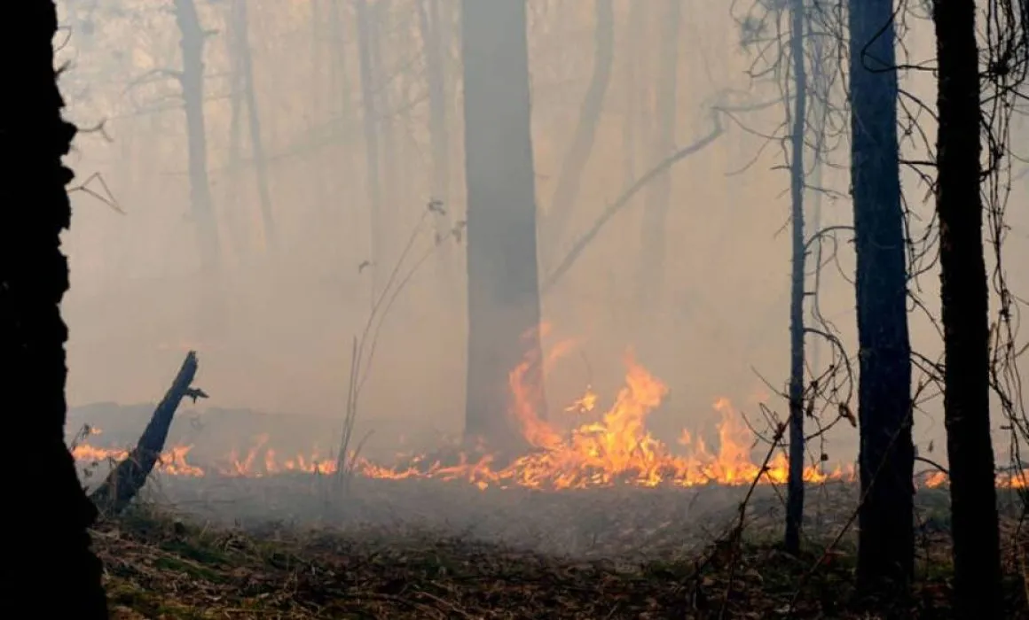Lee más sobre el artículo Dejan incendios forestales 12 muertos en el sureste de España