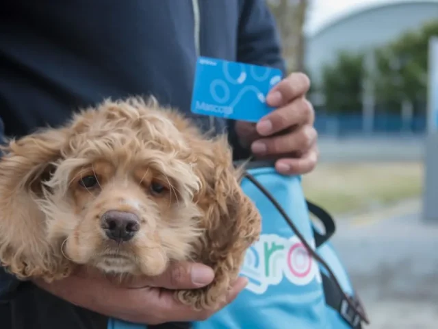 Entrega AMEQ más de 300 tarjetas Qrobus Petfriendly