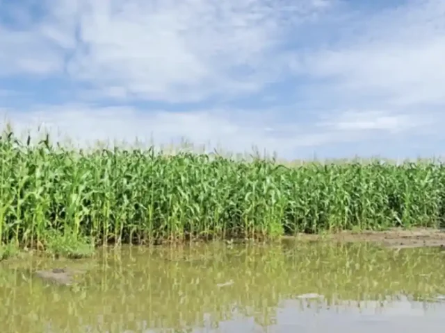 Esperan cierre de lluvias para conocer afectaciones al campo