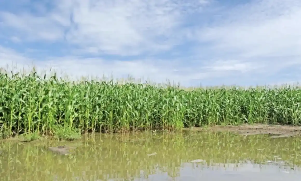 Lee más sobre el artículo Esperan cierre de lluvias para conocer afectaciones al campo